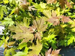 Arce de Florida, Acer saccharinum