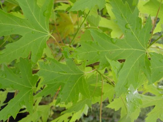 Arce de Florida, Acer saccharinum