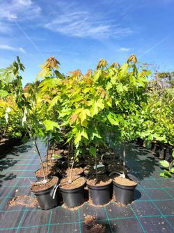 Arce de Florida, Acer saccharinum