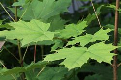 Arce de hoja de plátano, Acer platanoide.