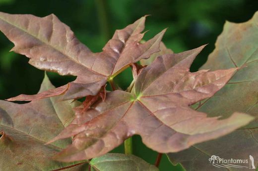 Arce de hoja de plátano, Acer platanoide.