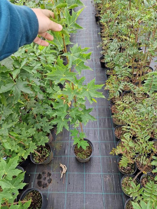 Arce de hoja de plátano, Acer platanoide.