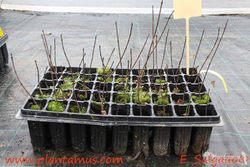 Bordo de Montpellier, Acer monspessulanum