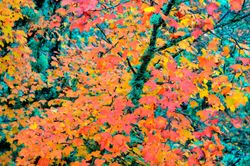 Bordo de Montpellier, Acer monspessulanum