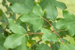 Bordo de Montpellier, Acer monspessulanum