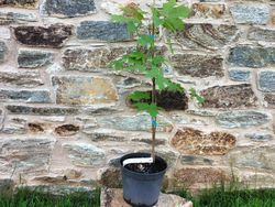 Arce del azúcar, acer azucarero, Acer saccharum