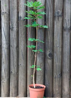 Arce del azúcar, acer azucarero, Acer saccharum