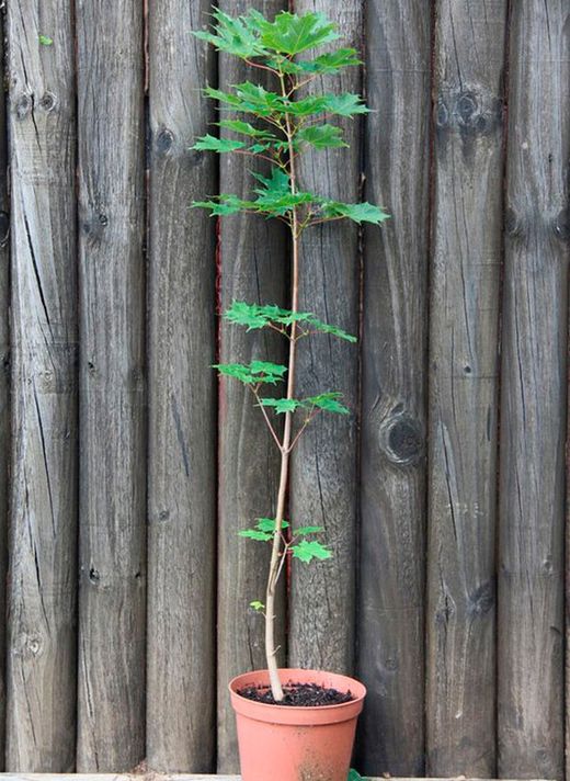 Arce del azúcar, acer azucarero, Acer saccharum