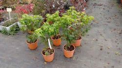 Bordo japonês 'sonho laranja', Acer palmatum 'sonho laranja'