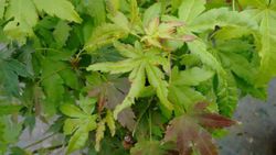 Bordo japonês 'sonho laranja', Acer palmatum 'sonho laranja'