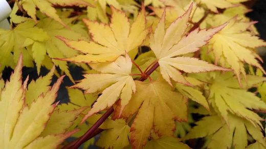 Bordo japonês 'sonho laranja', Acer palmatum 'sonho laranja'