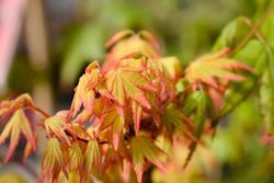 Bordo japonês 'sonho laranja', Acer palmatum 'sonho laranja'