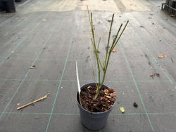 Bordo japonês 'sonho laranja', Acer palmatum 'sonho laranja'
