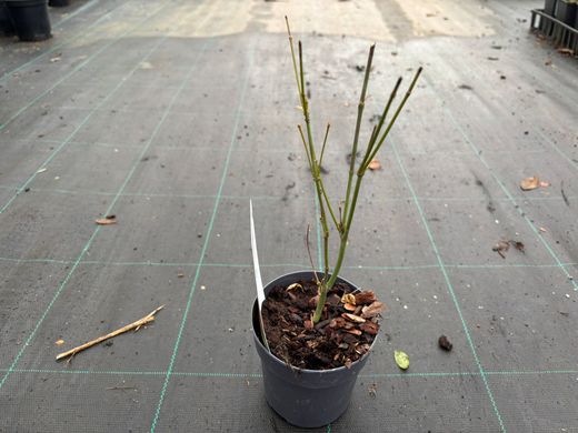 Bordo japonês 'sonho laranja', Acer palmatum 'sonho laranja'
