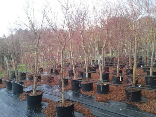 Érable japonais, Acer palmatum de calibre 8/10 cm