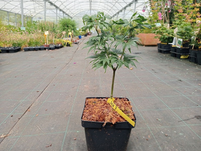 Acheter des plantes Acer palmatum Julia D à bon prix — Plantamus  Pépinière en ligne