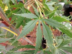 Bordo japonês, Acer palmatum 'Omure Yama'