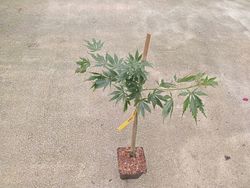 Bordo japonês, Acer palmatum 'Omure Yama'
