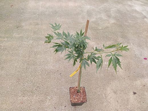 Bordo japonês, Acer palmatum 'Omure Yama'