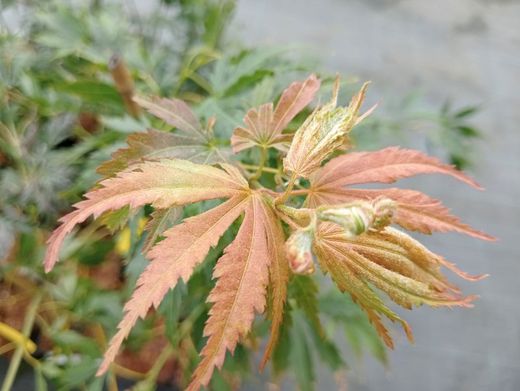 Bordo japonês, Acer palmatum 'Omure Yama'