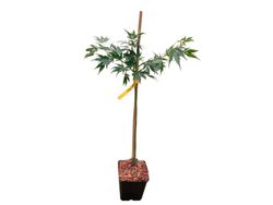 Bordo japonês, Acer palmatum 'Omure Yama'