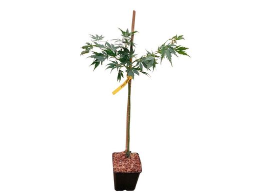 Bordo japonês, Acer palmatum 'Omure Yama'