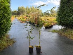 Arce japonés Aizumi Nishiki – Acer palmatum variegado