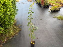 Arce japonés Aizumi Nishiki – Acer palmatum variegado