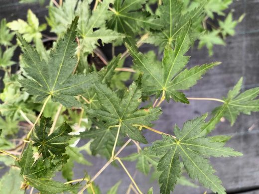Érable japonais, érable japonica en pot 4 litres