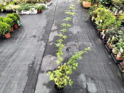 Arce japonés, arce palmeado, Acer palmatum