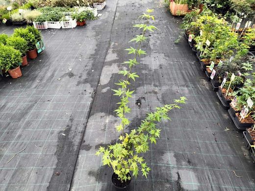 Arce japonés, arce palmeado, Acer palmatum