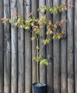 Arce japonés, arce palmeado, Acer palmatum