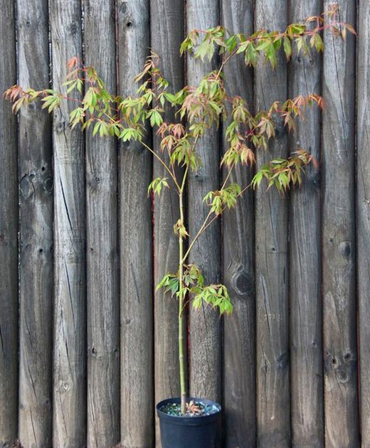Arce japonés, arce palmeado, Acer palmatum