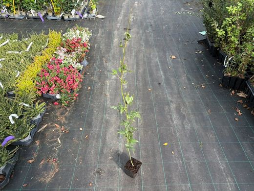 Arce japonés, arce palmeado, Acer palmatum