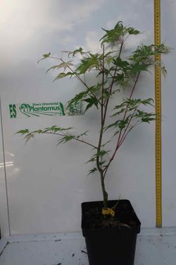 Arce japonés Asahi zuru, Acer palmatum "Asahi zuru".