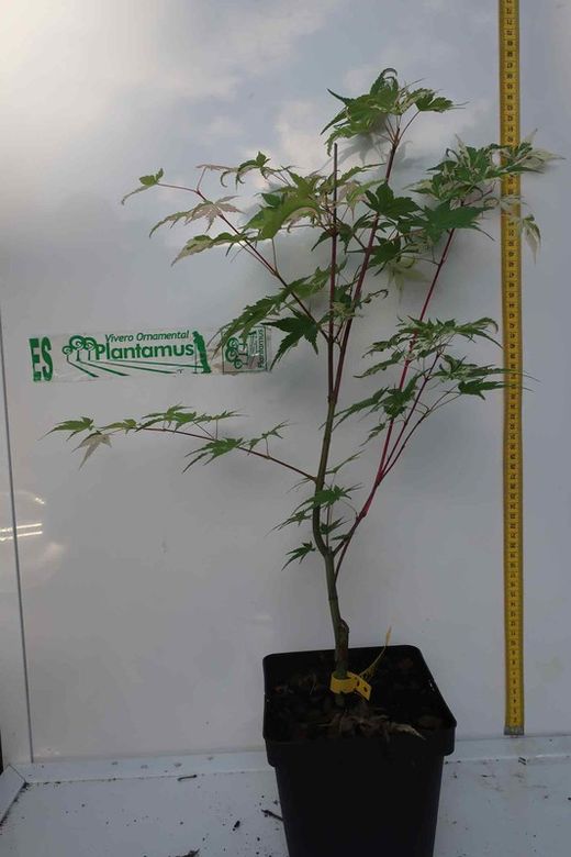 Arce japonés Asahi zuru, Acer palmatum "Asahi zuru".