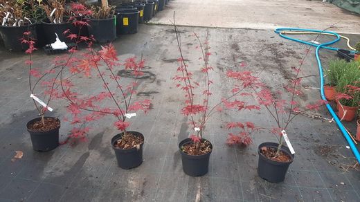 Érable japonais 'Beni Maiko', Acer palmatum "Beni maiko"
