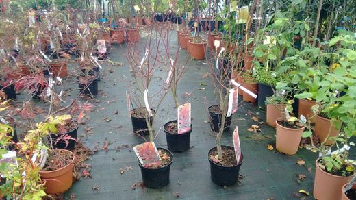 Érable japonais 'Beni Maiko', Acer palmatum "Beni maiko"