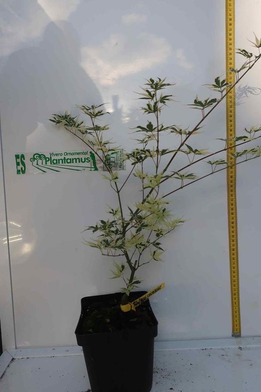 Arce japonés Beni shichihenge, Acer palmatum "Beni shichihenge"
