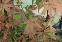Arce japonés Beni shichihenge, Acer palmatum "Beni shichihenge"