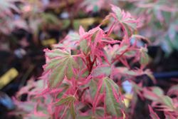 Arce japonés Beni shichihenge, Acer palmatum "Beni shichihenge"