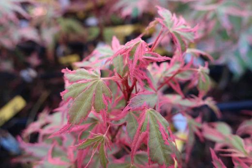 Arce japonés Beni shichihenge, Acer palmatum "Beni shichihenge"