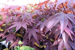 Érable japonais 'Bloodgood', Acer palmatum "Bloodgood"