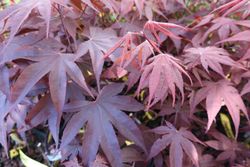 Érable japonais 'Bloodgood', Acer palmatum "Bloodgood"