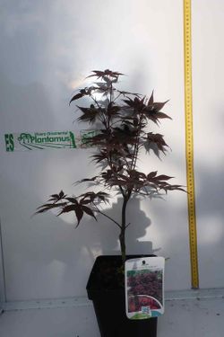 Arce japonés 'Bloodgood', Acer palmatum "Bloodgood"
