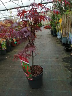 Érable japonais 'Bloodgood', Acer palmatum "Bloodgood"