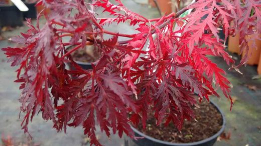 Bordo japonês 'Crimson Queen', Acer palmatum 'Crimson Queen'