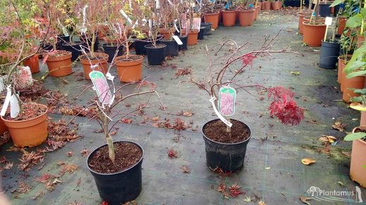 Bordo japonês 'Crimson Queen', Acer palmatum 'Crimson Queen'