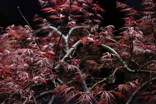 Bordo japonês 'Crimson Queen', Acer palmatum 'Crimson Queen'