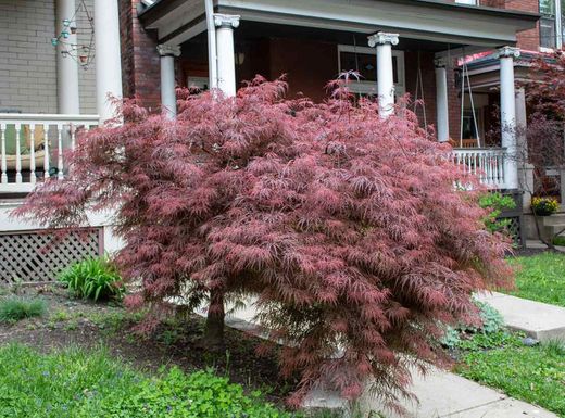 Bordo japonês 'Crimson Queen', Acer palmatum 'Crimson Queen'